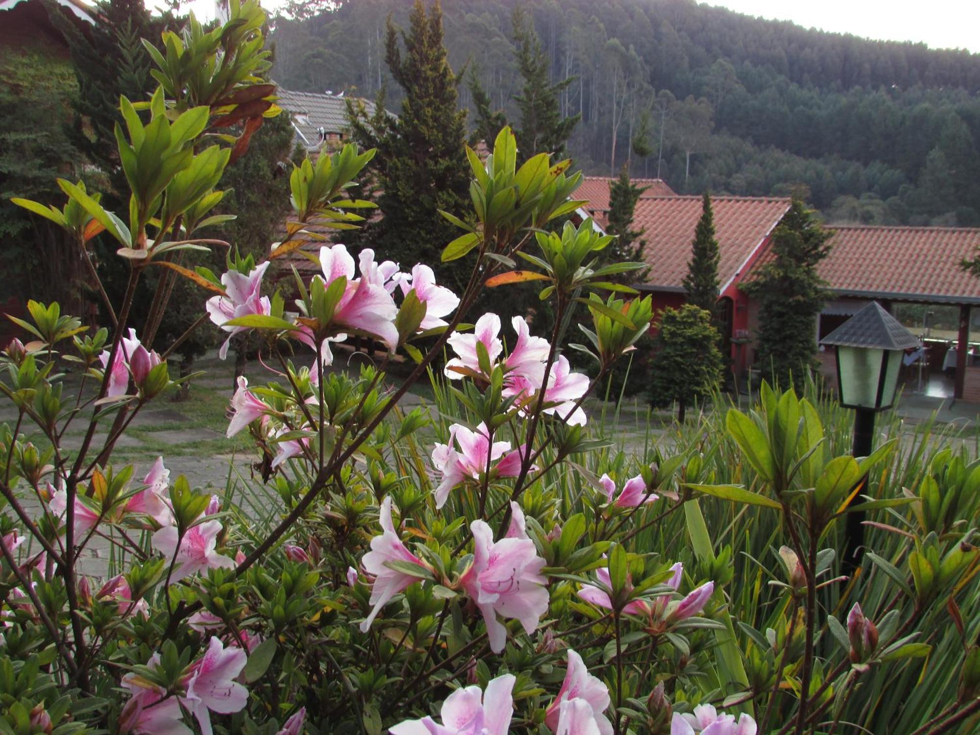 Pousada Flores Da Serra Monte Verde  Εξωτερικό φωτογραφία